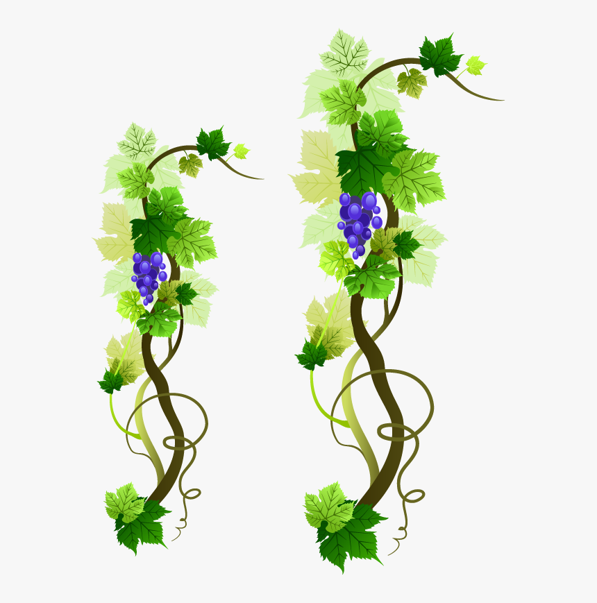Grapevine Png Picture - Grape Vine Border Png, Transparent Png