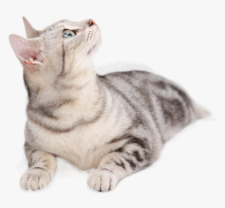 British Persian Dog Tabby Looking Upward Transprent - Cat Lying Down Looking Up, HD Png Download