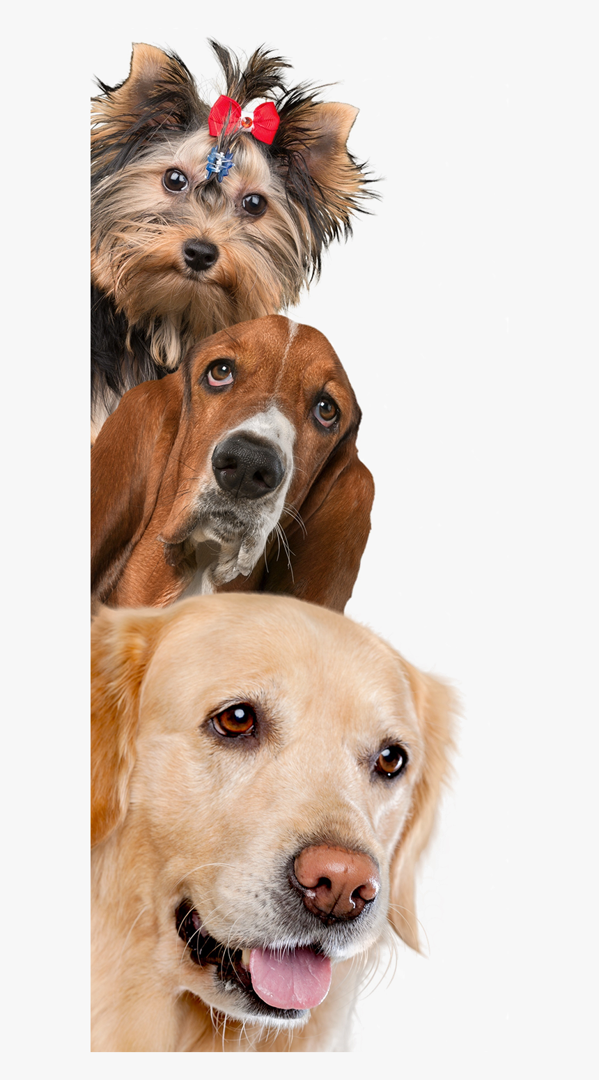 Dog And Cat Background, HD Png Download