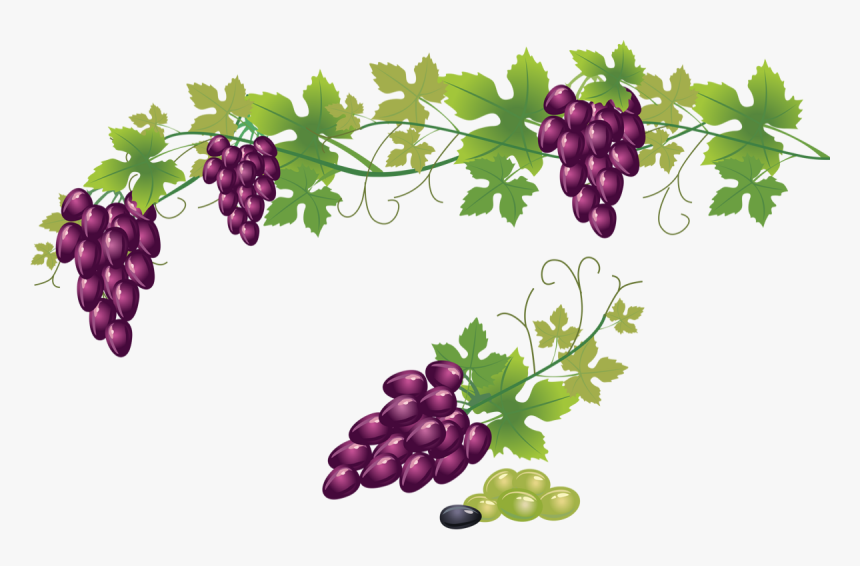 Grape Vine Transparent Background , Png Download Transparent