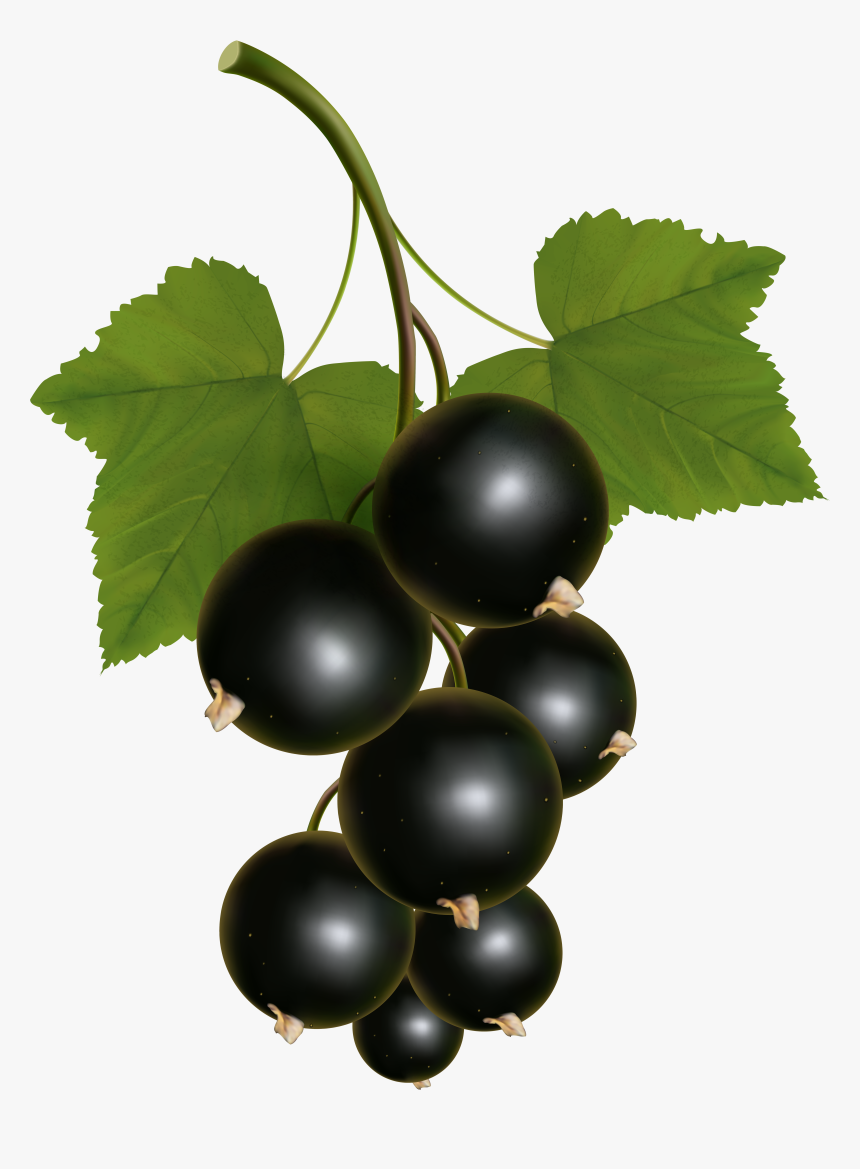Currants Clipart Grape Vine, HD Png Download