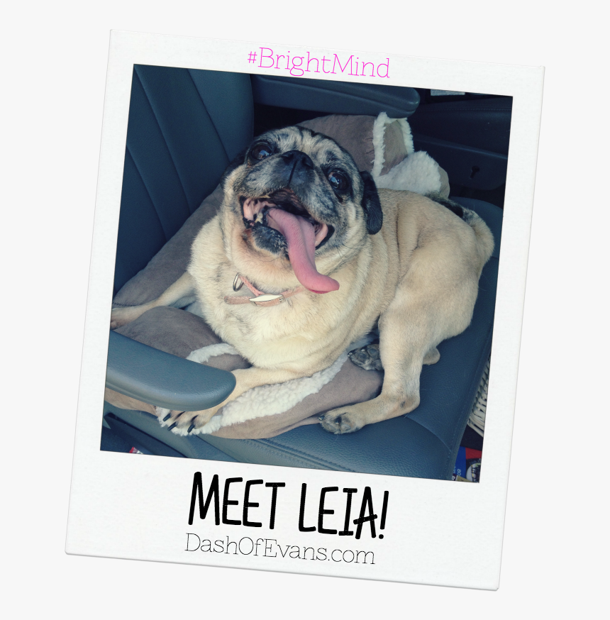 #brightmind, Pug, Adopting Dogs, Shelter Dogs, Tips - Pug, HD Png Download