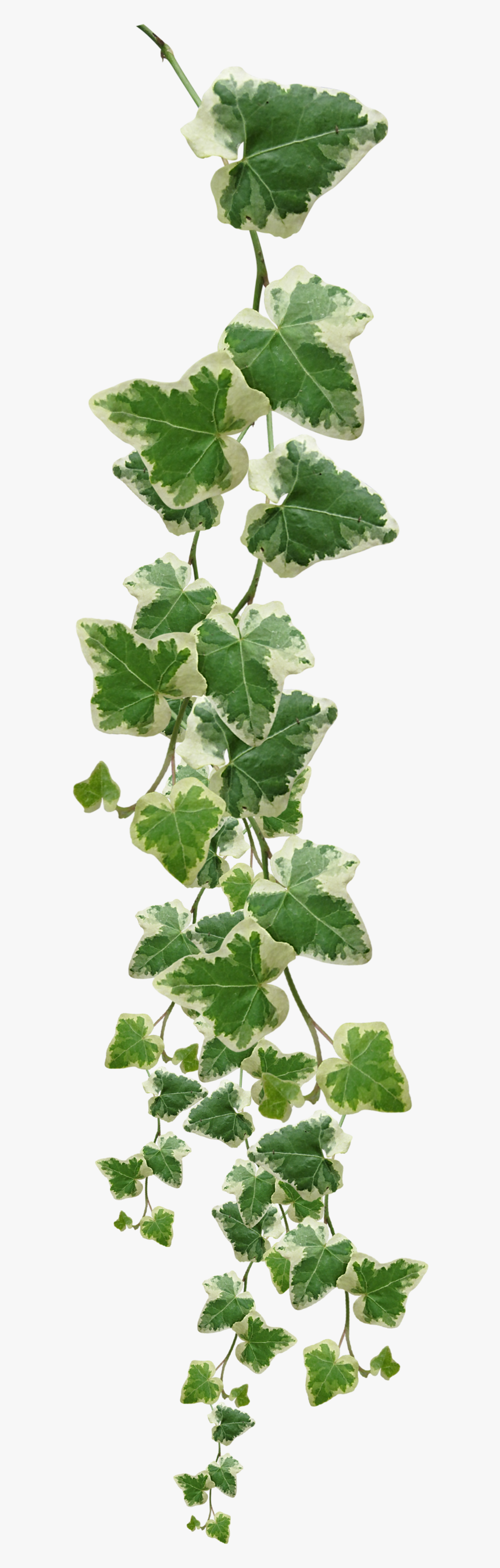 Plants Plant Grape Vines Vine Muscadine Common Clipart - Vine Plant Png, Transparent Png