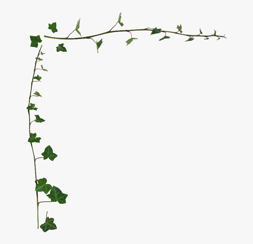 Ivy Vine Border Ivy Vine Wallpaper Border Ivy Png, Transparent Png