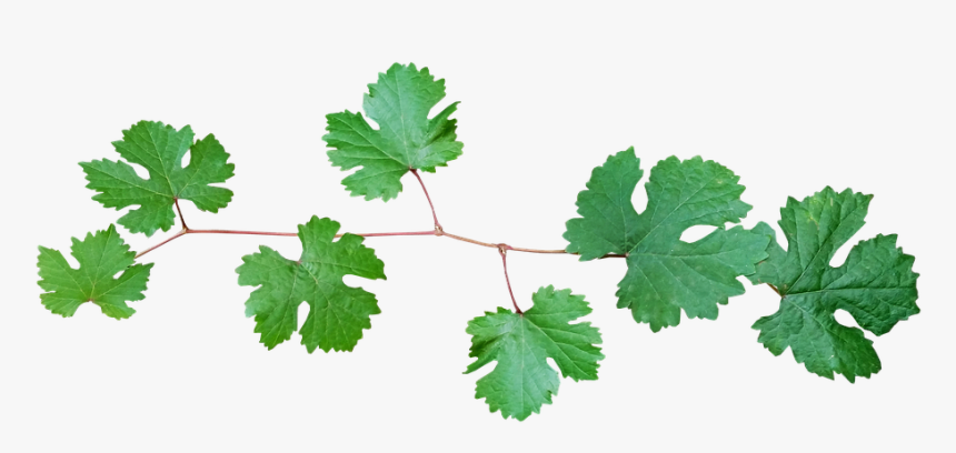 Grape Vine, Leaves, Branch - Branch Of Vine Leaves, HD Png Download