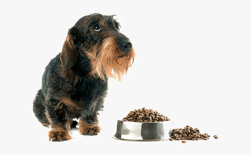 Perro Salchicha Pelo De Alambre, HD Png Download