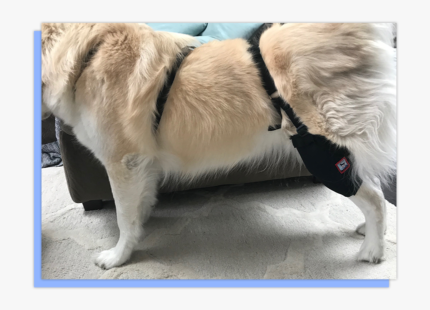 Section 2 - Box - Dog Knee Compression Sleeve, HD Png Download