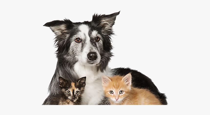 Cats Dogs Top Of Head Png - Adopt Dogs And Cats, Transparent Png