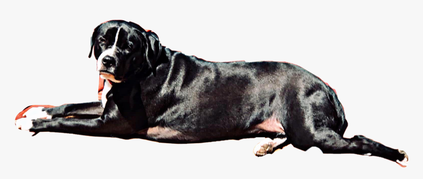 #black #white #dog #puppy #petsandanimals #layingdown, HD Png Download