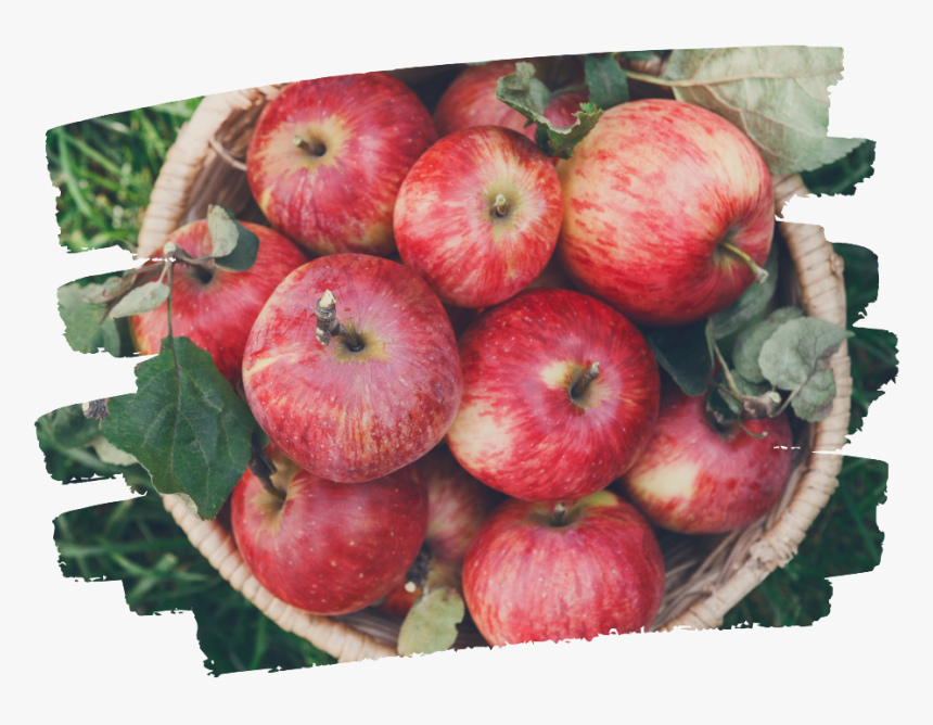 Apple Basket - Mcintosh, HD Png Download