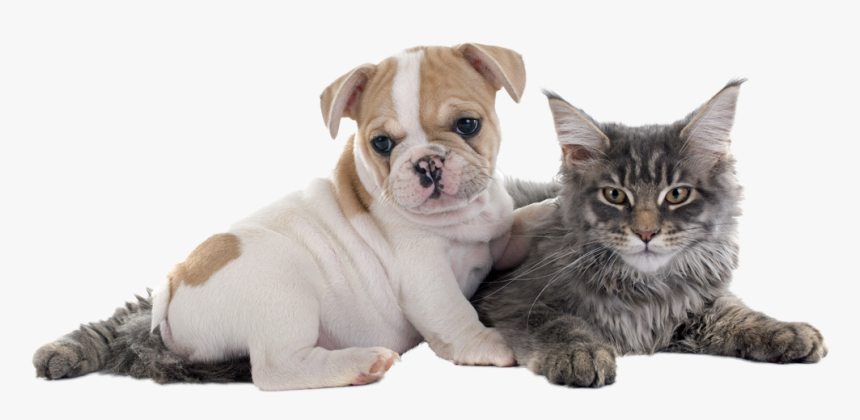 Frenchie Puppy And A Kitten, HD Png Download