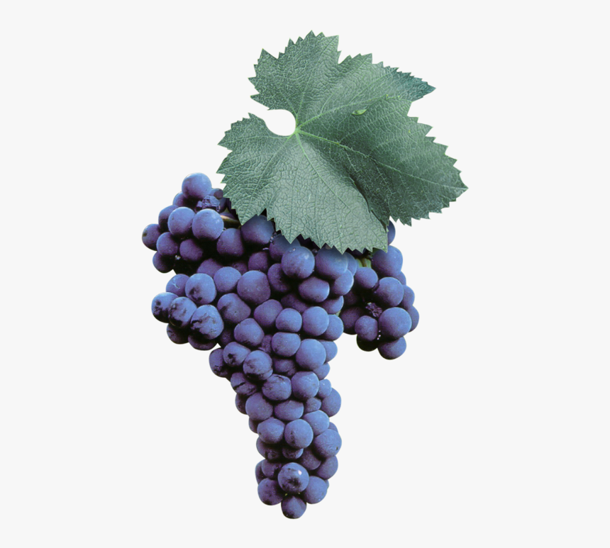 Malvasia Nera Di Brindisi, HD Png Download