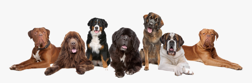 Dog Boarding Business Cards, HD Png Download