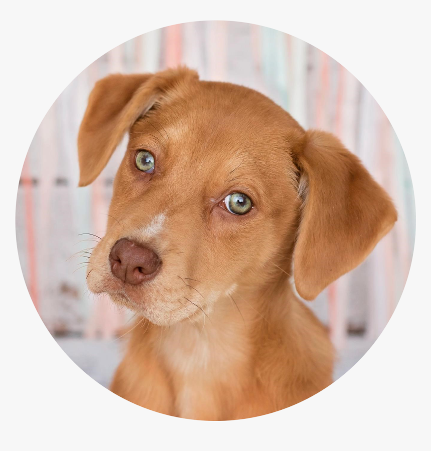 Companion Dog, HD Png Download