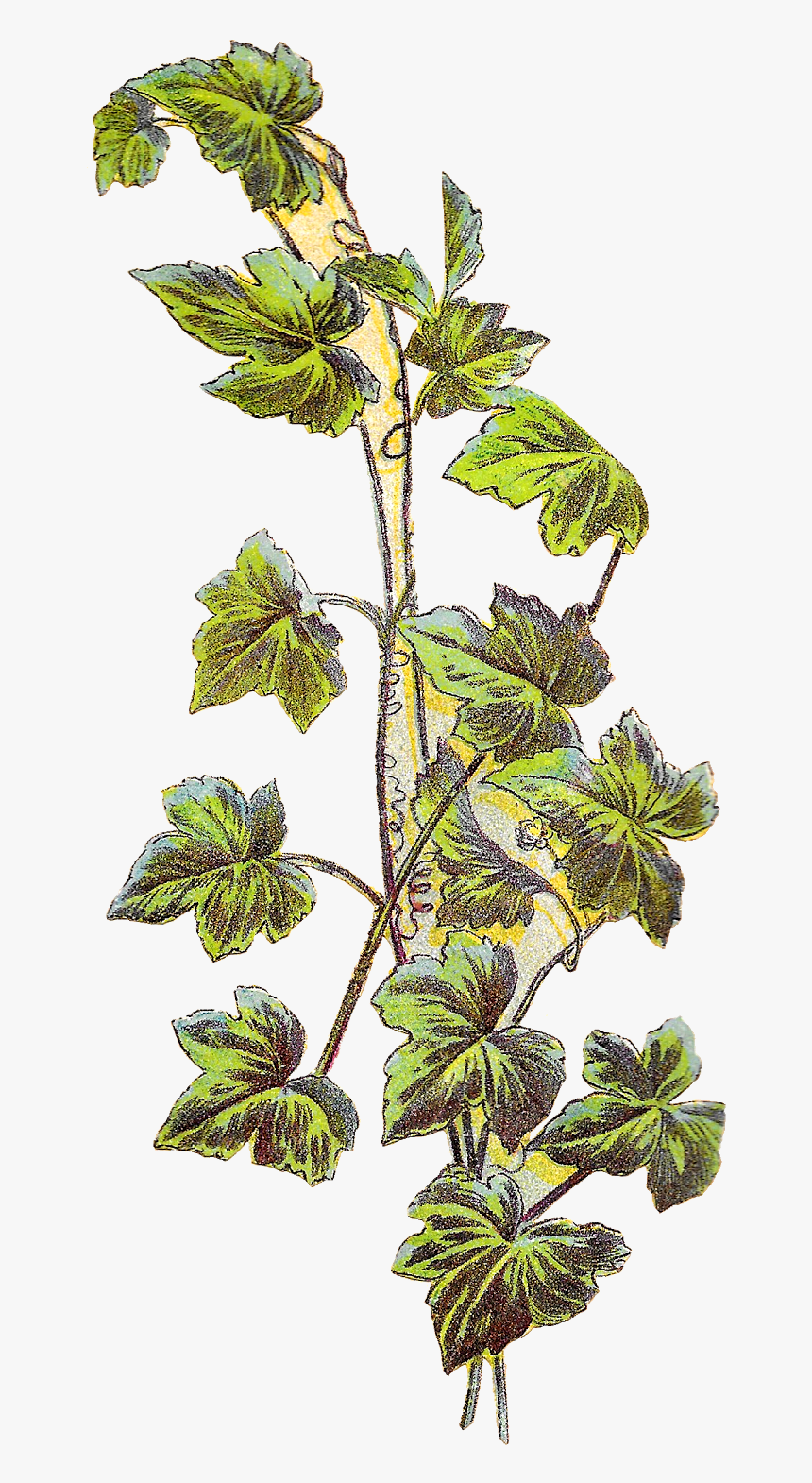 Grape Vine Image Png, Transparent Png