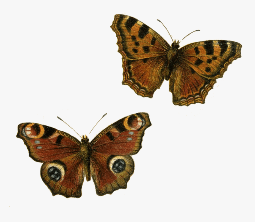 Brown Butterflies Clip Arts - Transparent Background Butterfly Clipart, HD Png Download