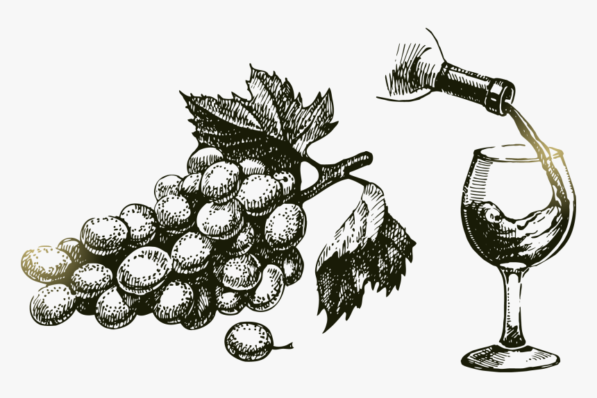Png Grape Vine At Getdrawings Com Free For - Uvas Y Vino Dibujo, Transparent Png