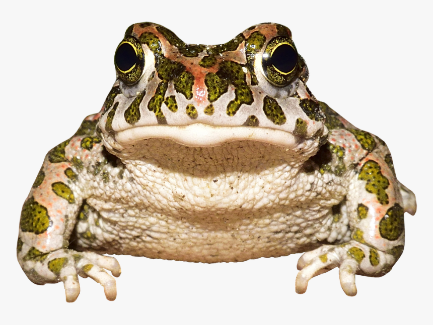 Frog, Toad, Amphibians, Animal World, Urmonster - Frog, HD Png Download