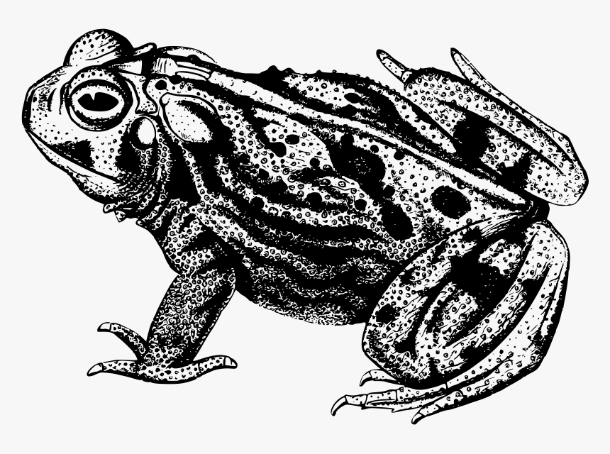 Amphibian, Animal, Frog, Toad - Great Plains Toad Black And White, HD Png Download
