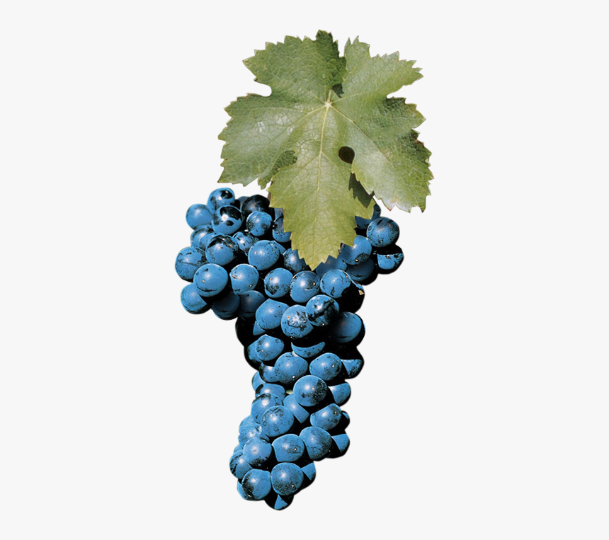 Aglianico Grape, HD Png Download