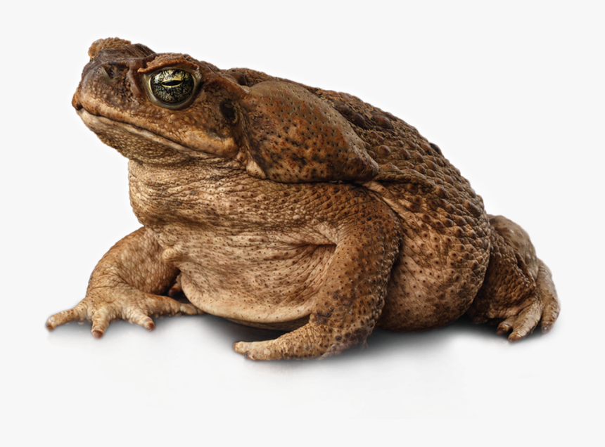 Cane Toad Png, Transparent Png