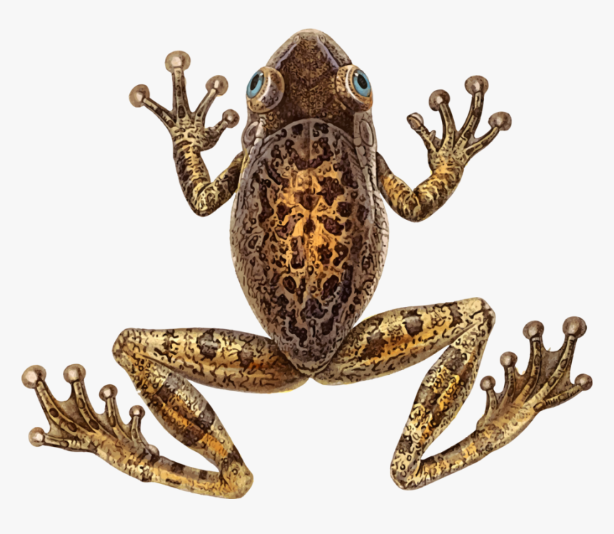 Toad,frog,terrestrial Animal - Cuban Tree Frog Png, Transparent Png