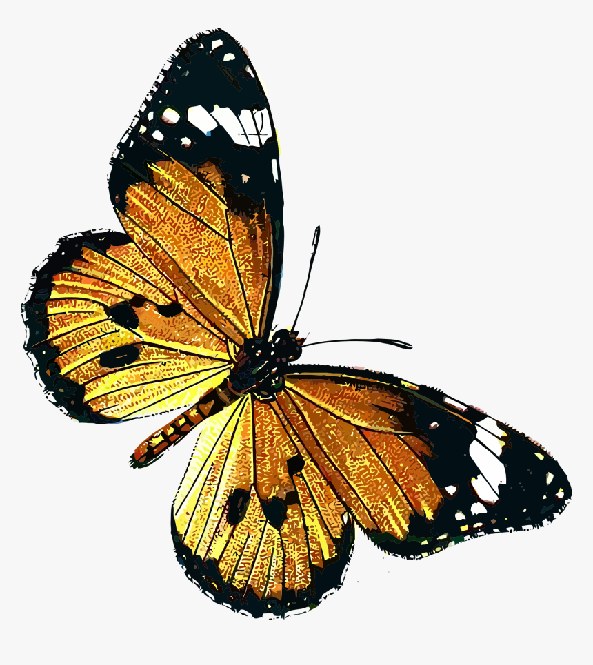 Danaus Chrysippus Clip Art - Public Domain Vintage Butterfly, HD Png Download