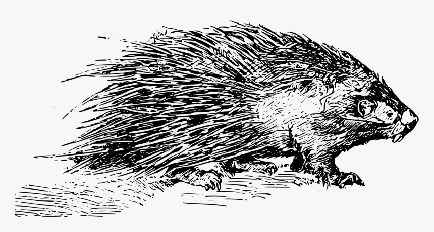 Porcupine Black And White, HD Png Download