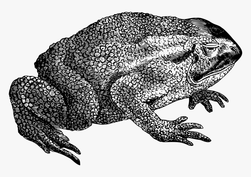 Reptile,art,toad - Frog, HD Png Download
