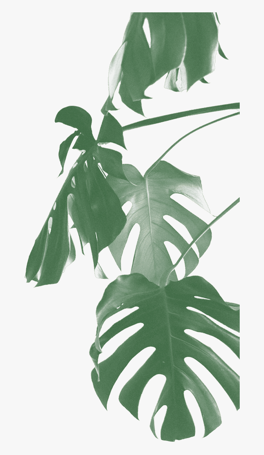 Swiss Cheese Plant Png, Transparent Png