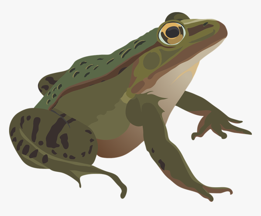 Frog, Green, Amphibian, Animal, Nature, Wildlife, Eye - Anfibios Png, Transparent Png