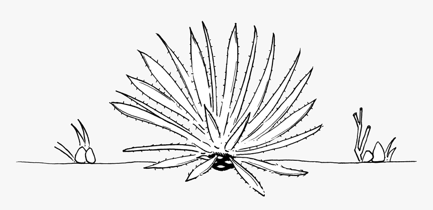 Agave Line Drawing, HD Png Download