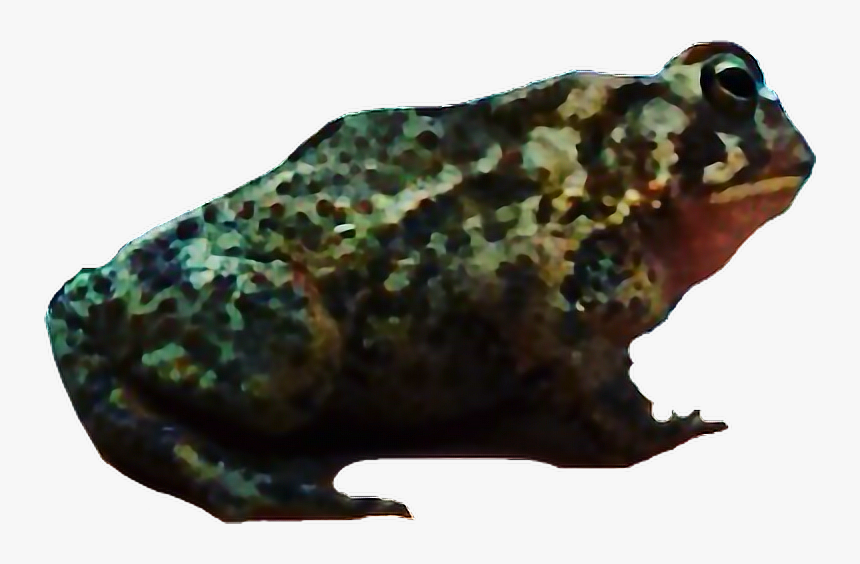 #toad #interesting #art #nature #photography #frog - Eastern Spadefoot, HD Png Download