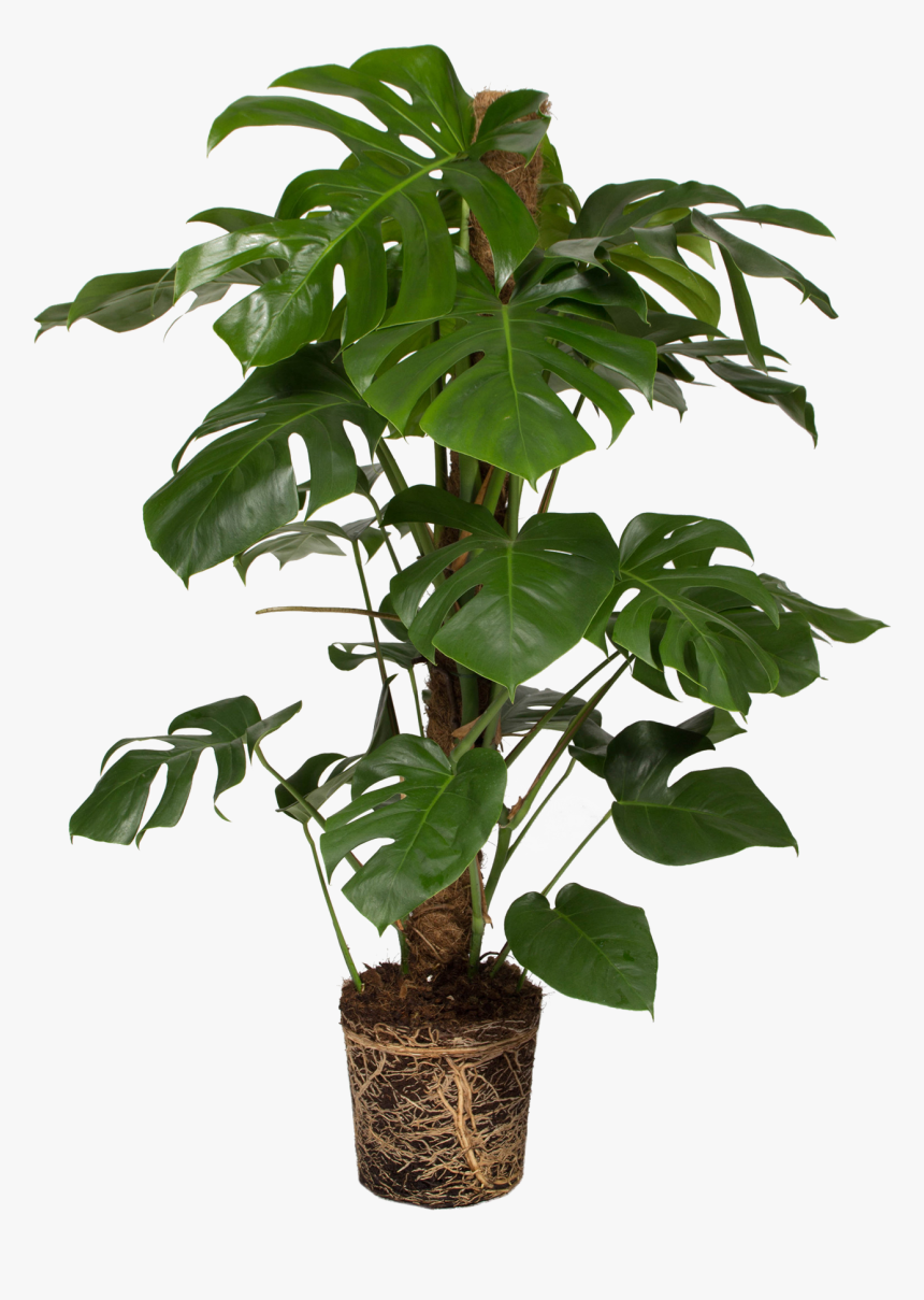 Swiss Cheese Plant , Png Download - Monstera Deliciosa Png, Transparent Png