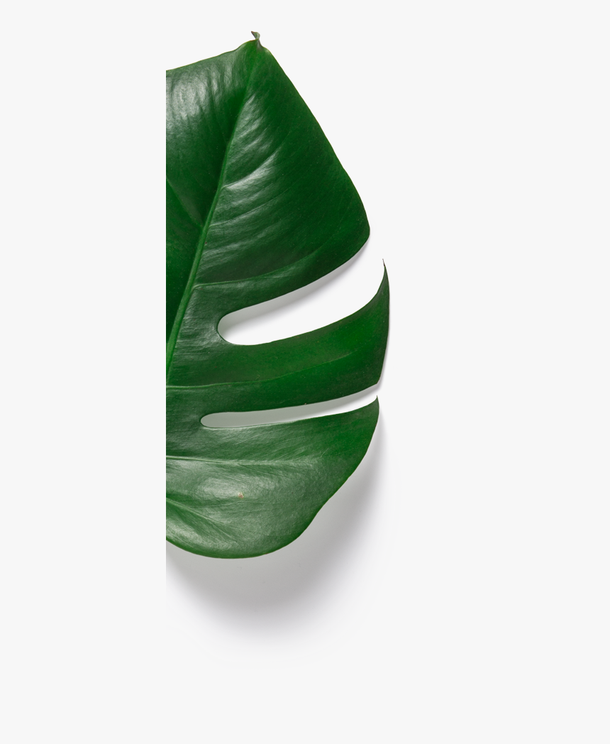 Transparent Monstera Png - Monstera Deliciosa, Png Download