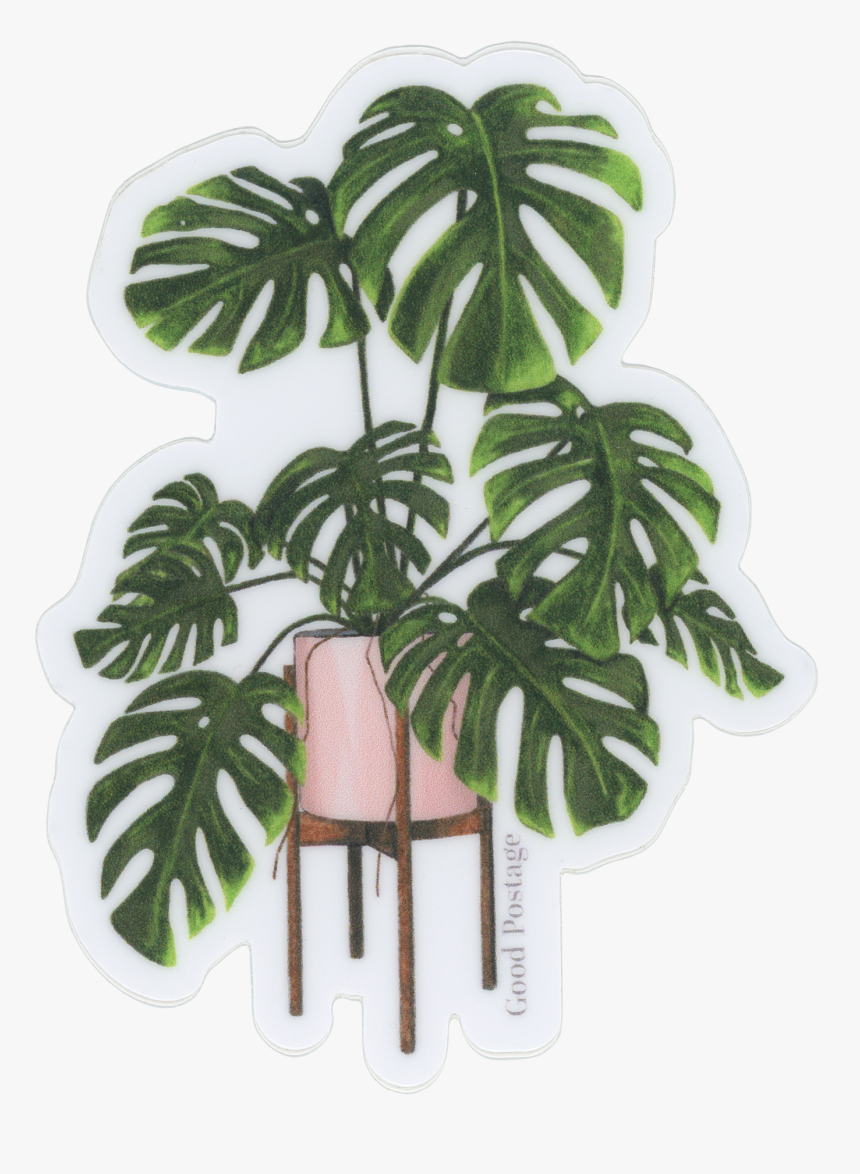 Könnyező Pálma, HD Png Download