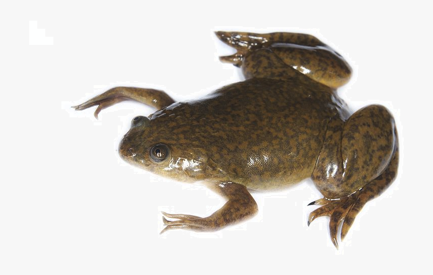 African Clawed Frog, HD Png Download