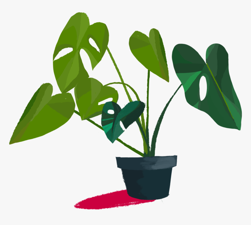 Transparent Monstera Png - Houseplant, Png Download