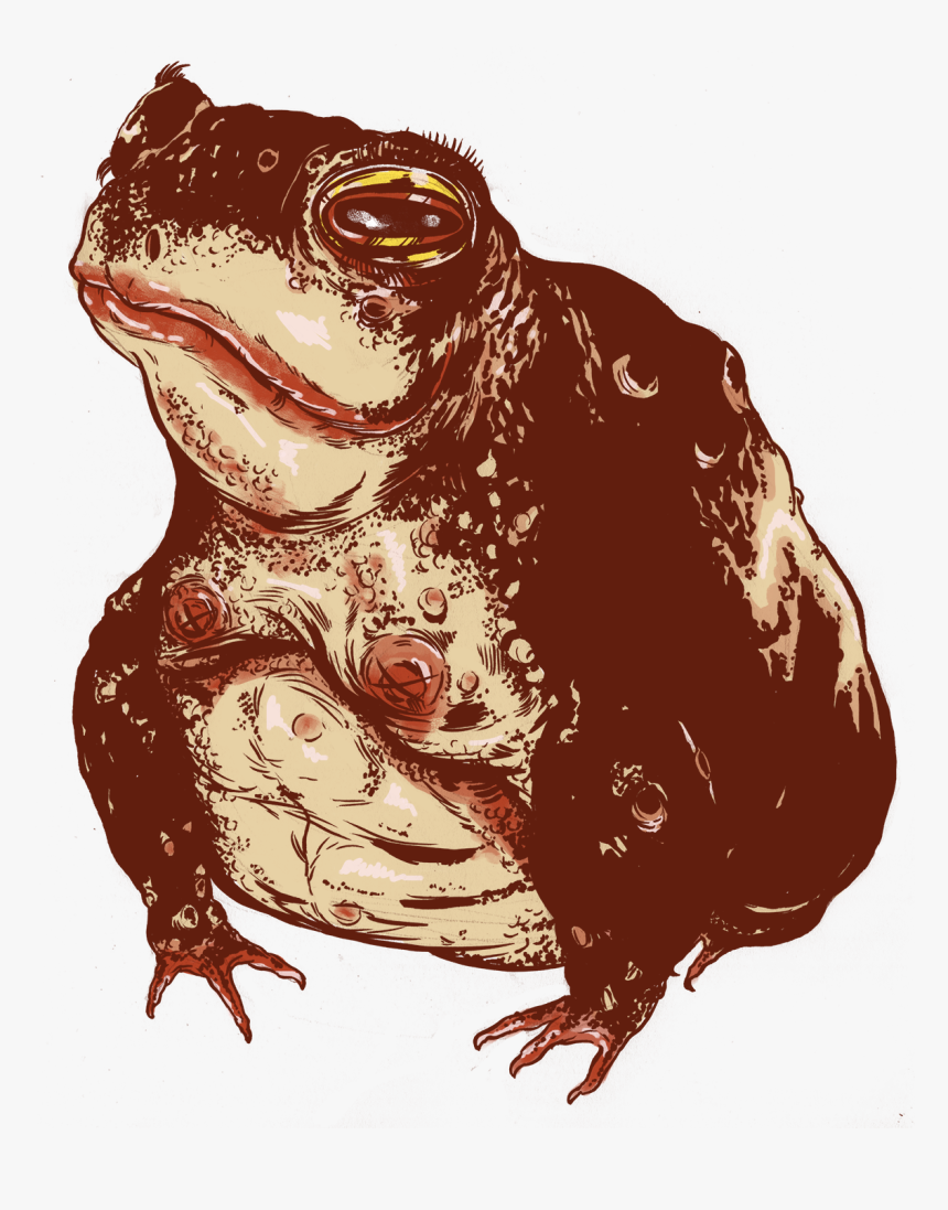 Transparent Toad Animal Png - Eastern Spadefoot, Png Download