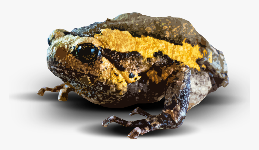 Amphibian Png, Transparent Png