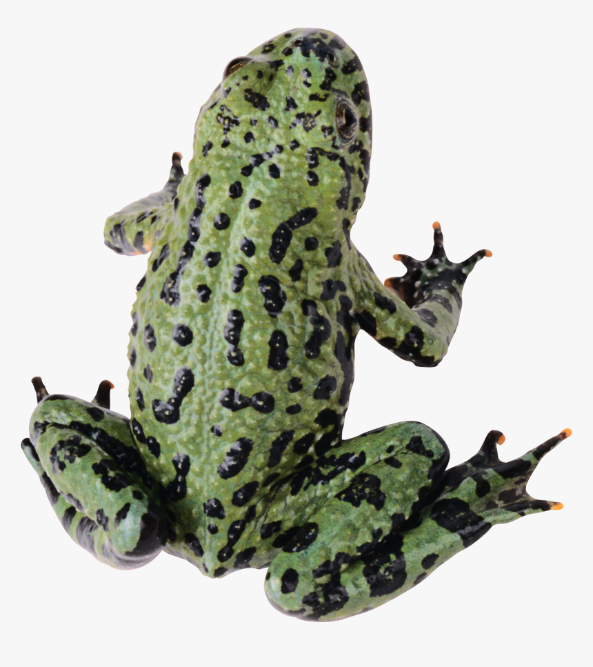 Frog Png, Transparent Png