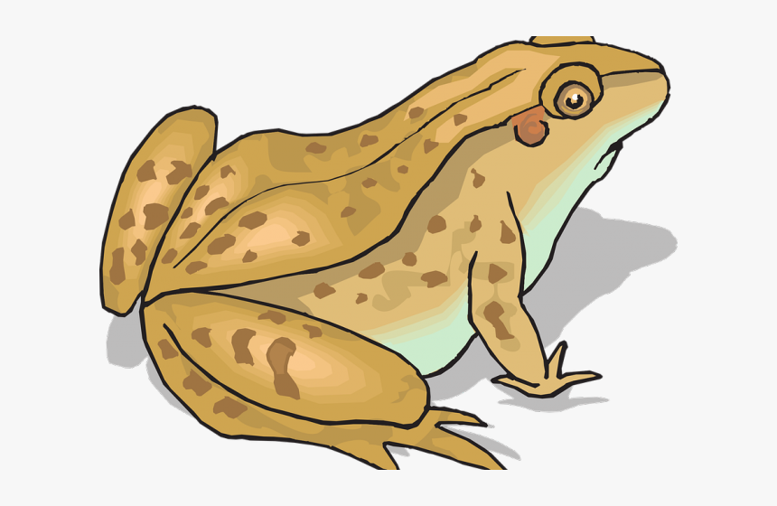 And X Carwad Net - Toad Clipart, HD Png Download