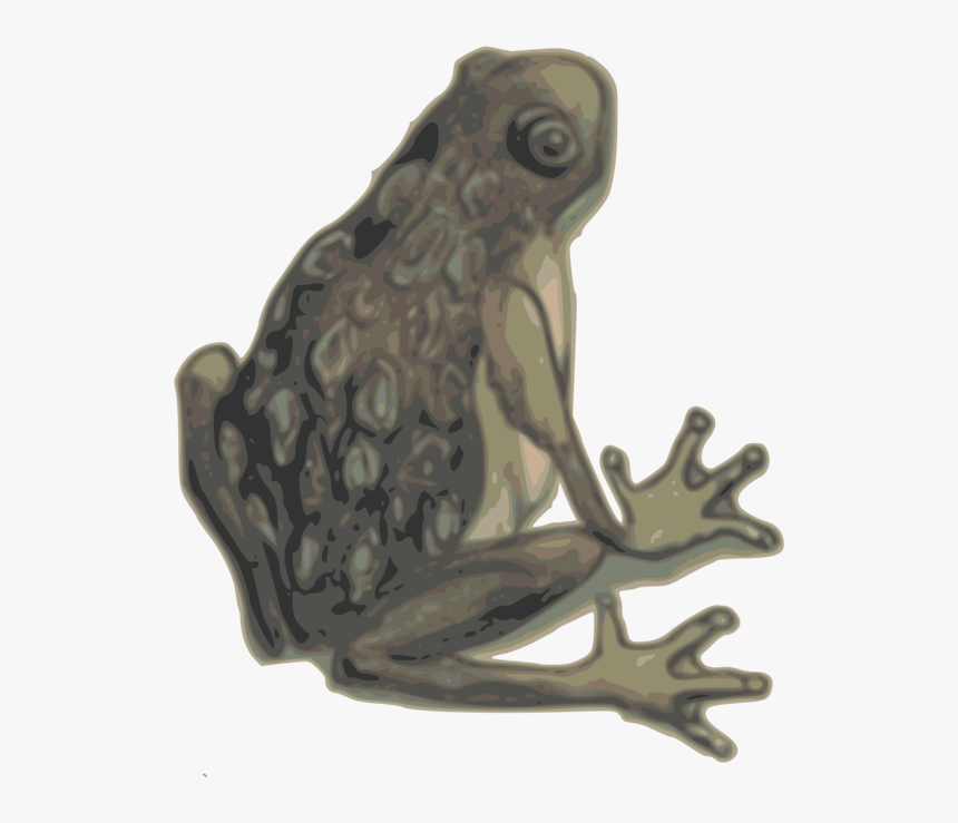 Bufo,toad,true Frog - Eastern Spadefoot, HD Png Download