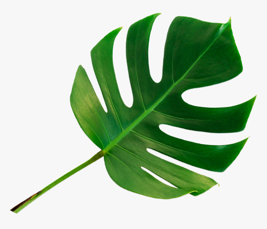 How Infrared Works - Monstera Deliciosa, HD Png Download