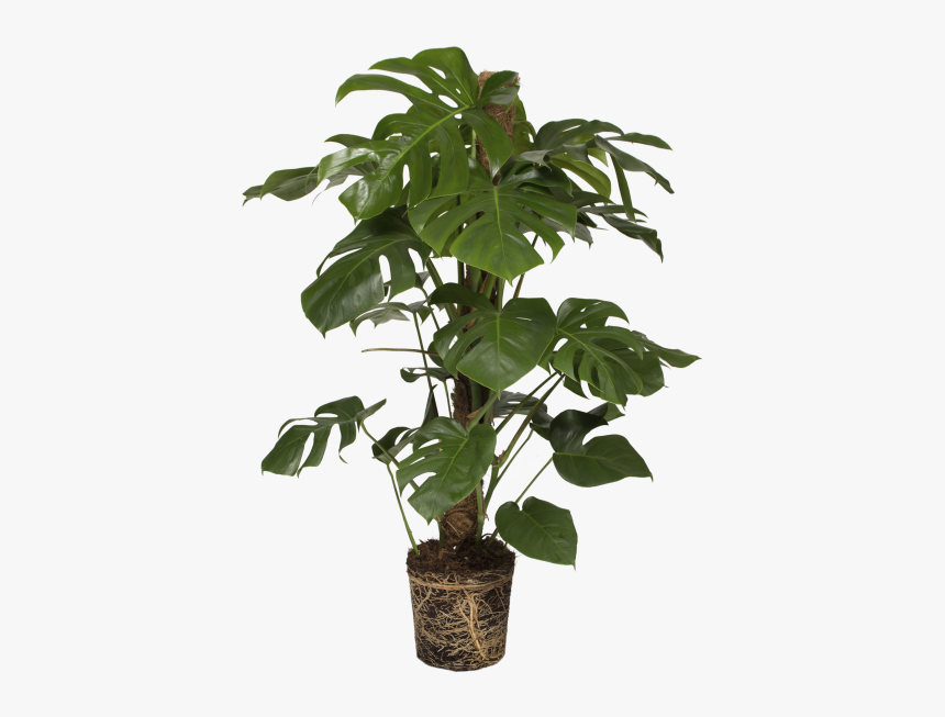 Split Leaf Philodendron - Monstera Deliciosa Png, Transparent Png