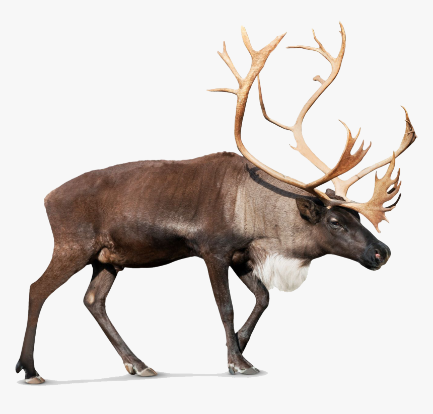 Reindeer Rudolph Santa Claus - All Animal In One, HD Png Download