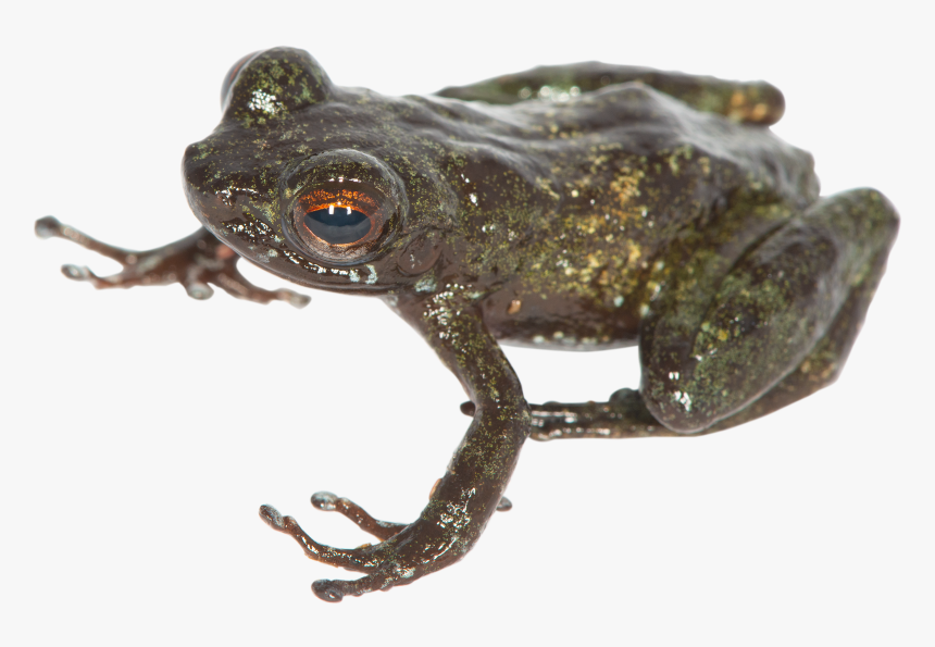 Eastern Spadefoot, HD Png Download