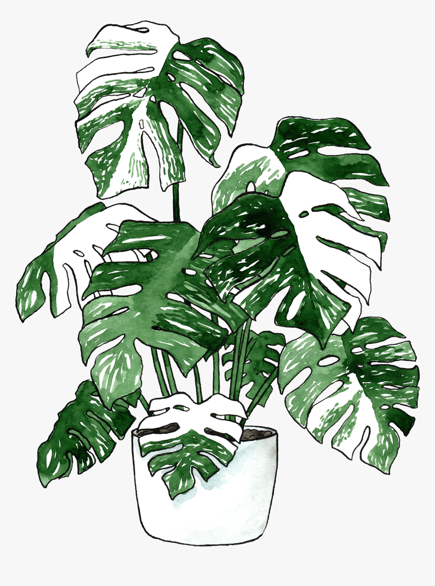 Houseplant, HD Png Download