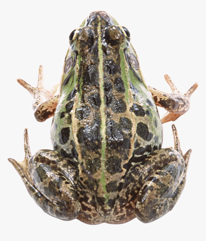 Frog, HD Png Download