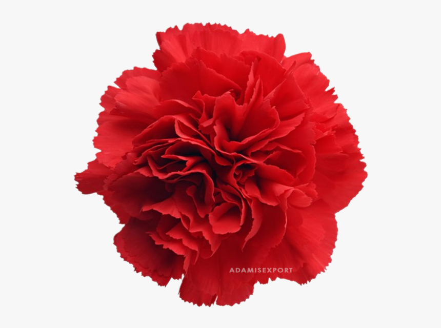 Red Carnation Clip Art, HD Png Download